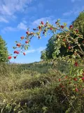 d141507.jpg
